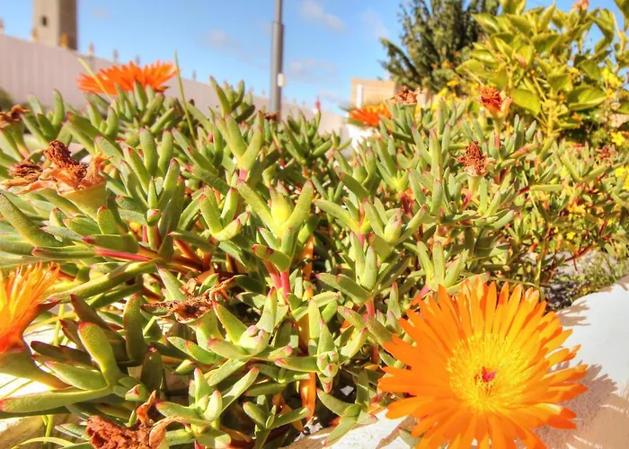 Amadeus Βίλα Moncarapacho